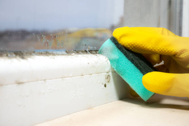 Best Mold Remediation for Healthcare Facilities  in Downey, CA